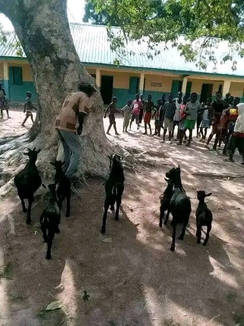 A Man Runs Mad After Killing Mysterious Man's Goat In Benue State