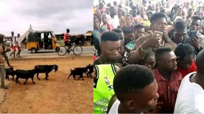 "Don't waste my time, the gods gave me the goats to take it to Zaki Biam" – Mysterious man working with goats tells police